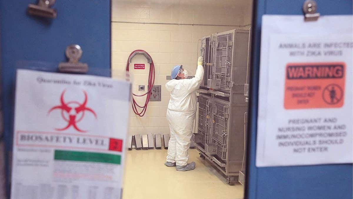 A researcher at the Wisconsin National Primate research Center (WNPRC) at the University of Wisconsin-Madison, puts a pregnant rhesus macaque monkey infected with the Zika virus back into its cage