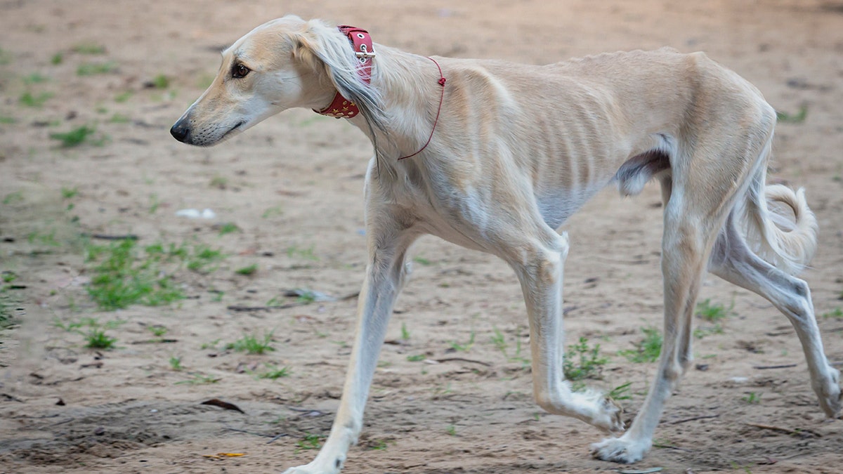 Photo of saluki dog
