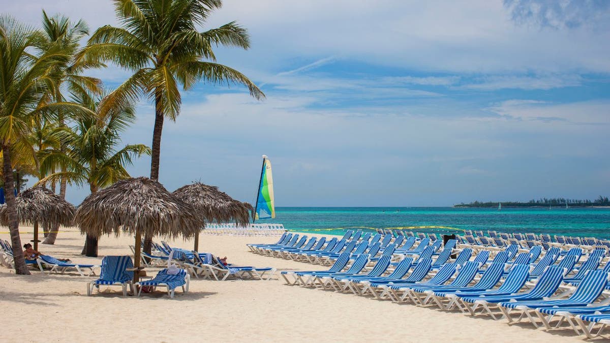 Rows of sunbeds under coconut palm trees in Nassau, The Bahamas