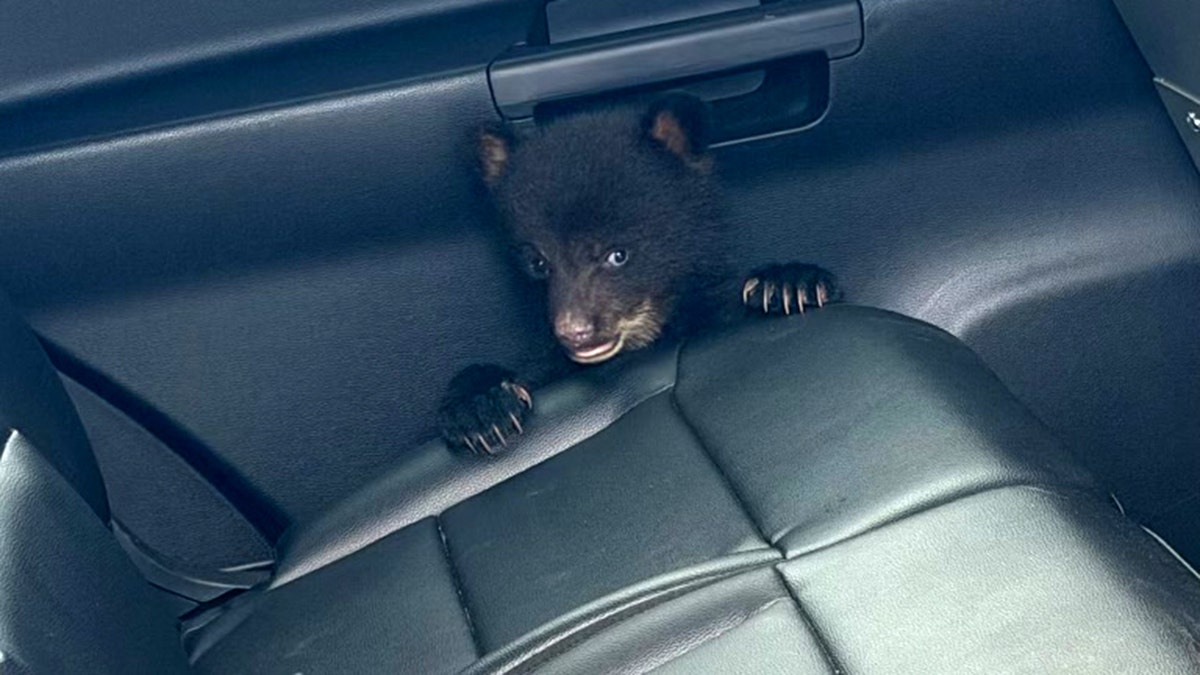 Bear cub hiding by the door inside a New Jersey State Police car