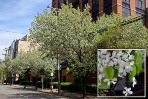 After holding its nose for decades,  NJ finally bans stinky Bradford pear tree