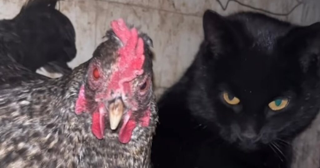 Cat Gives Birth in Chicken Coop and Hens Step In as Babysitters in Viral Instagram Video