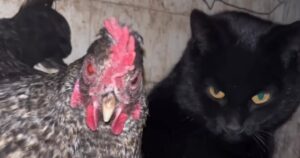 Cat Gives Birth in Chicken Coop and Hens Step In as Babysitters in Viral Instagram Video