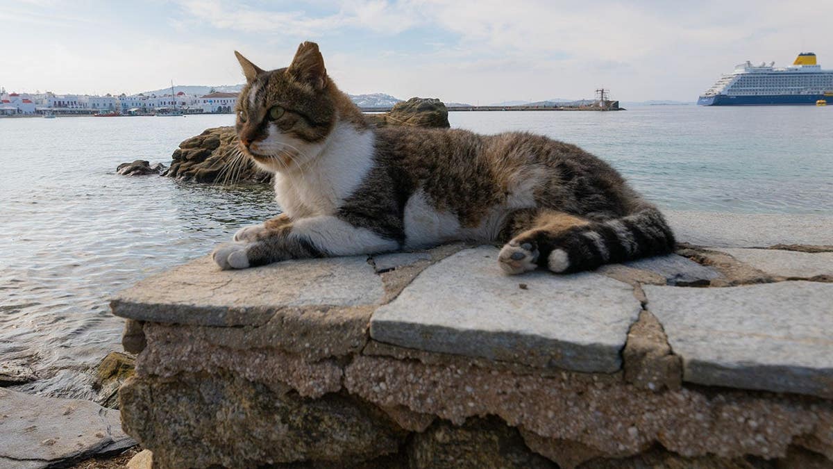 Cat in Greece
