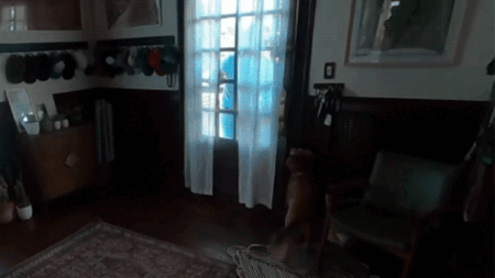 WATCH: Artemis II astronaut Christina Koch reunites with dog after 10 days in space