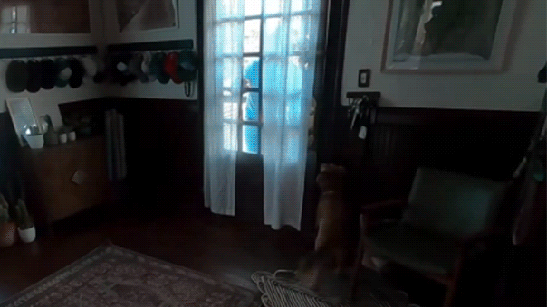 WATCH: Artemis II astronaut Christina Koch reunites with dog after 10 days in space WATCH: Artemis II astronaut Christina Koch reunites with dog after 10 days in space