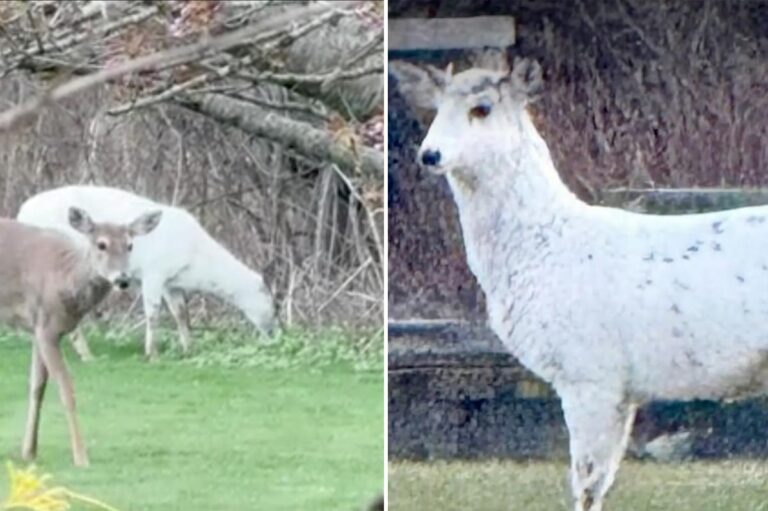 Extremely rare piebald deer couple found roaming Long Island