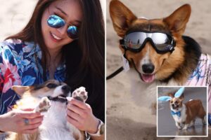 Corgi chaos as hundreds of pointy-eared pups descend on SoCal beach
