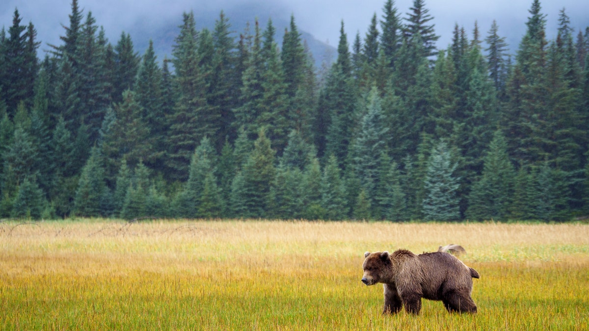 Coastal brown bear standing with trees in the background in south central Alaska