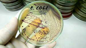 Chinese researcher on US visa pleads guilty to smuggling E. coli into the country Chinese researcher on US visa pleads guilty to smuggling E. coli into the country