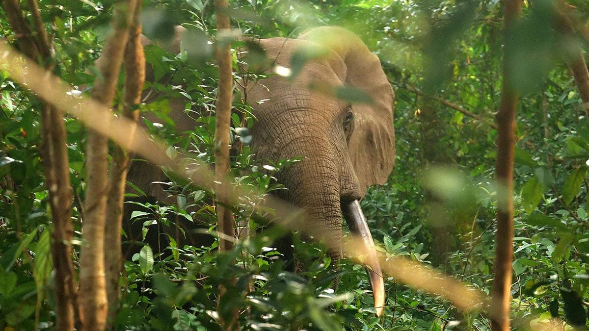 Elephants standing among thick vegetation in a forest at Pongara National Park