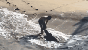 Heart-pounding video shows fisherman leaping into ocean to save great white shark