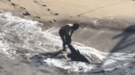 Heart-pounding video shows fisherman leaping into ocean to save great white shark