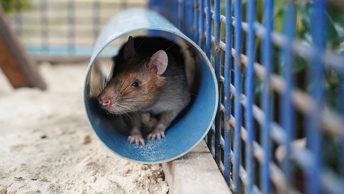 Magawa the landmine detection rat sitting in a tube inside its cage