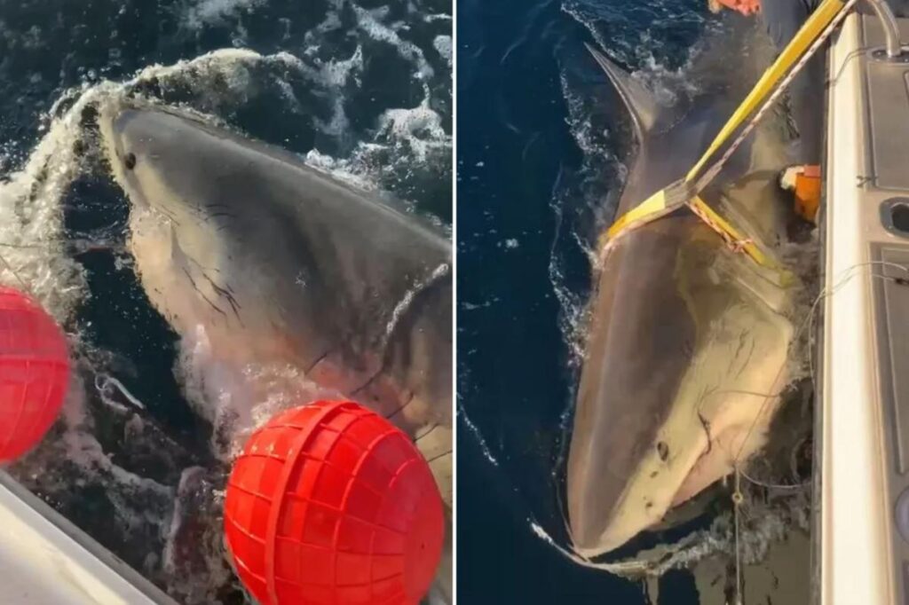 Largest male white shark Contender’s latest ping offers fresh insight into shark behavior Largest male white shark Contender’s latest ping offers fresh insight into shark behavior