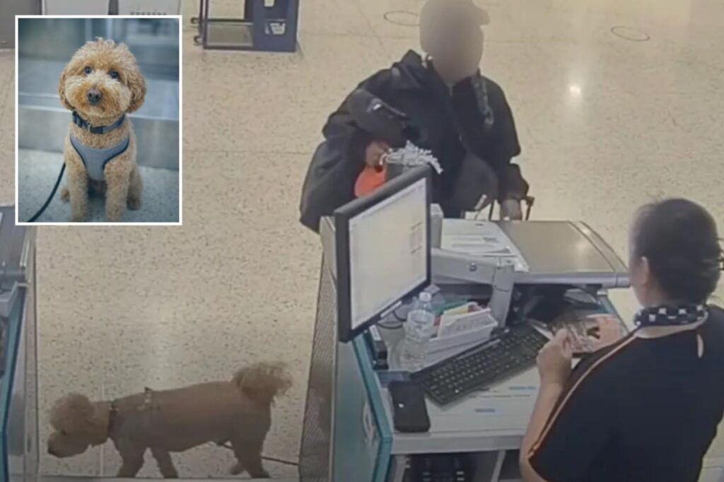 Brainless Vegas traveler who abandoned adorable dog at airport to catch plane faces jail time Brainless Vegas traveler who abandoned adorable dog at airport to catch plane faces jail time