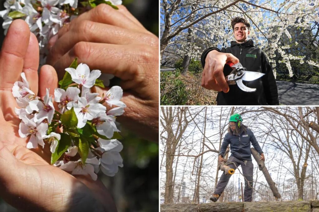 Central Park’s showstopping cherry blooms are having a ‘really good’ season — thanks to record-setting snowfall
