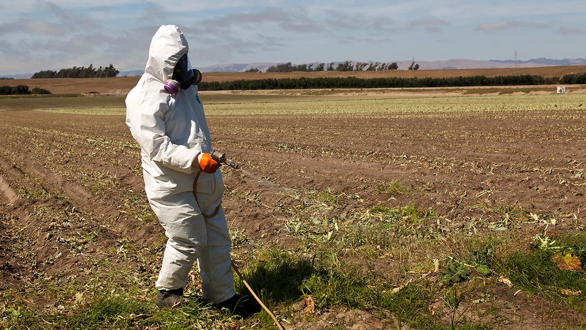 A farm worker wearing protective gear sprays pesticide in a field