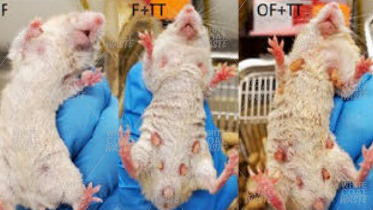 Three side-by-side images showing laboratory mice held by a person in blue gloves.