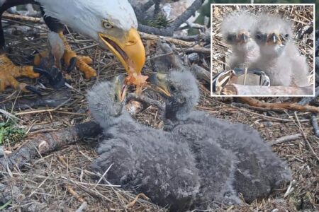 Big Bear bald eagle couple’s baby chicks named in touching tribute