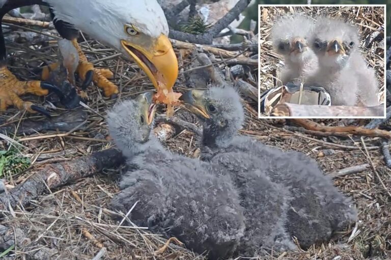 Big Bear bald eagle couple’s baby chicks named in touching tribute