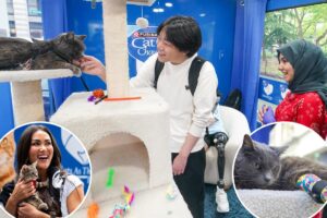 ‘Cat therapy’ is a real thing — and stressed NY college students are lapping up the purr-fect remedy