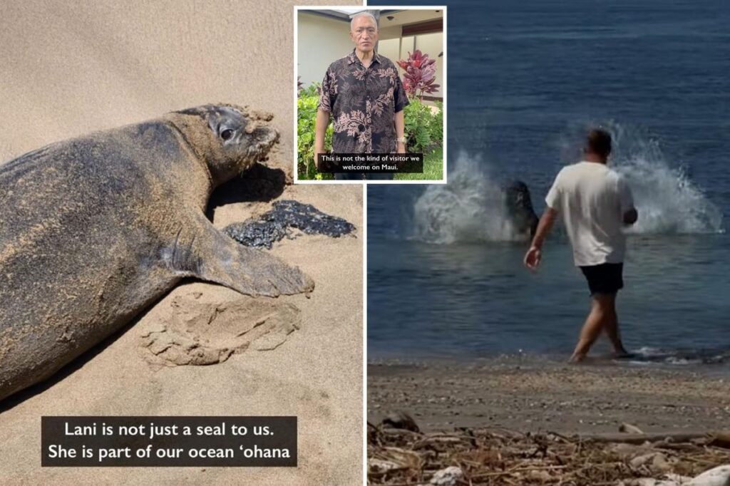 Hawaii erupts with rage as man tosses huge rock at endangered seal ‘Lani’ in wild video