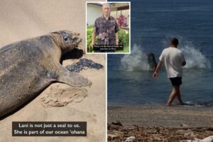 Hawaii erupts with rage as man tosses huge rock at endangered seal ‘Lani’ in wild video