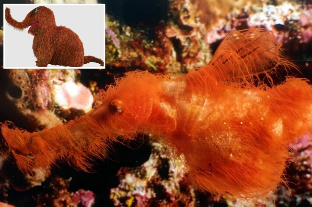 Bizarre, new fish species discovered — adorably dubbed ‘Snuffleupagus’ for hairy, orange appearance