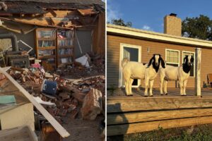 Pet goats save trapped family after killer tornado demolishes their home