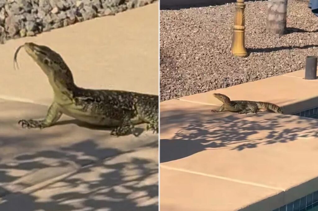 Arizona man shocked when he finds  unexpected, giant creature swimming in his pool