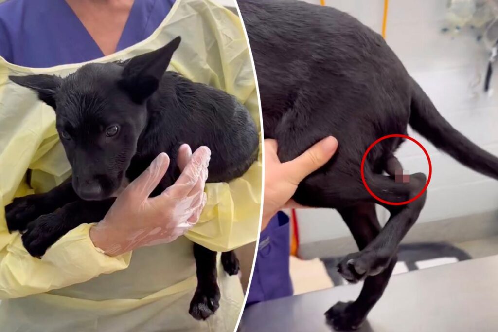 Dog born with second penis on his leg undergoes surgery for ultra rare birth defect