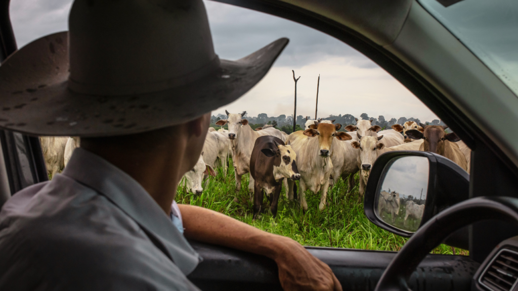 The unexpected force keeping beef prices high and why the pressure could last for years