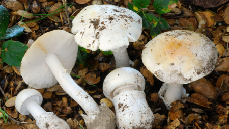 Three hospitalized in Napa County as California’s fatal wild mushroom outbreak continues to spread