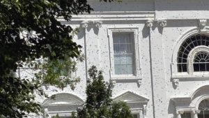 White House gets an unexpected buzz as thousands of bees swarm the executive mansion’s North Lawn