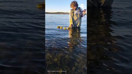 Baby geese cling to fisherman
