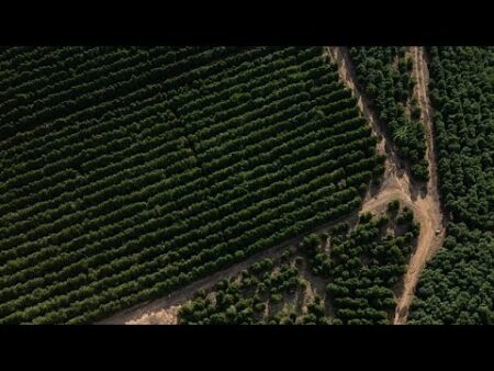 Did the EU-Mercosur trade agreement allow ‘worm-infested’ Brazilian coffee into Europe? Did the EU-Mercosur trade agreement allow ‘worm-infested’ Brazilian coffee into Europe?