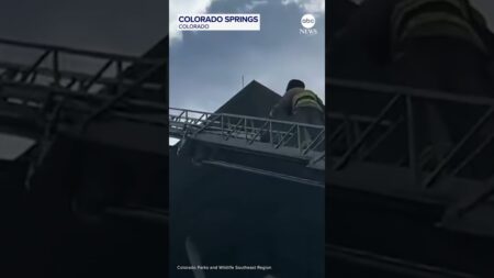 Firefighters save red-tailed hawk that fell four stories from nest