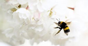 The Best Outdoor Plants for Naturally Keeping Mosquitoes and Pests Away Without Chemicals