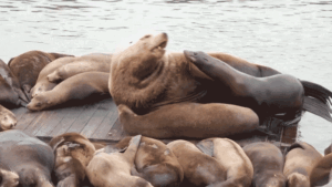 Massive 2,000-pound sea lion shocks tourists at iconic US hot spot: ‘He’s like a Volkswagen!’