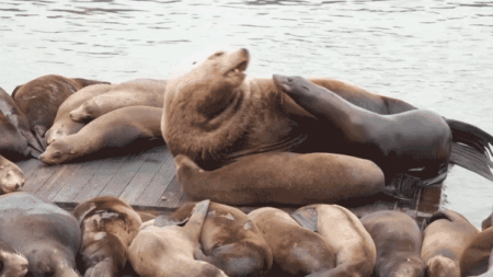 Massive 2,000-pound sea lion shocks tourists at iconic US hot spot: ‘He’s like a Volkswagen!’