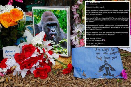 White House commemorates ‘true patriot’ Harambe on what would have been gorilla’s 27th birthday in bizarre post: ‘Rest easy’