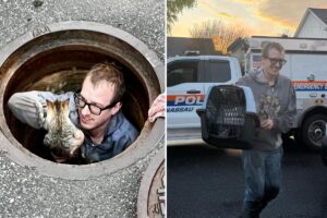 Kitten rescued after days in Massapequa sewer as cat-astrophe averted