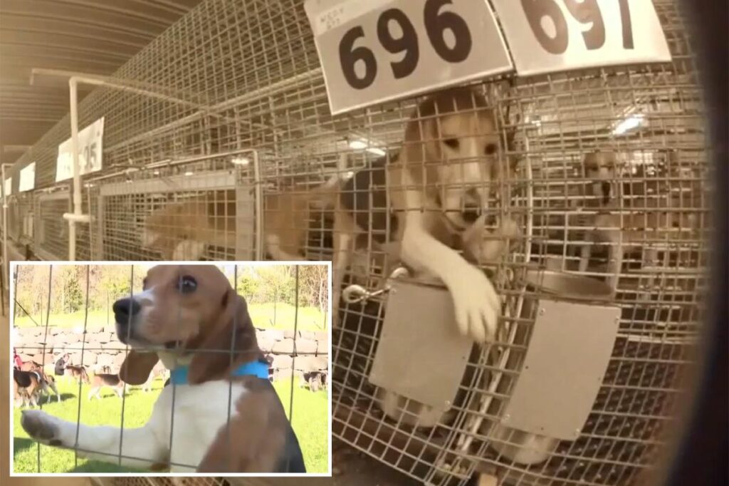 1,500 beagles rescued from troubled Ridglan Farms after animal activists stormed Wisconsin research facility