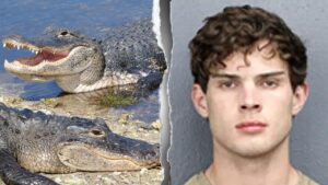 ‘Looksmaxxing’ influencer Clavicular charged after allegedly shooting dead alligator on livestream