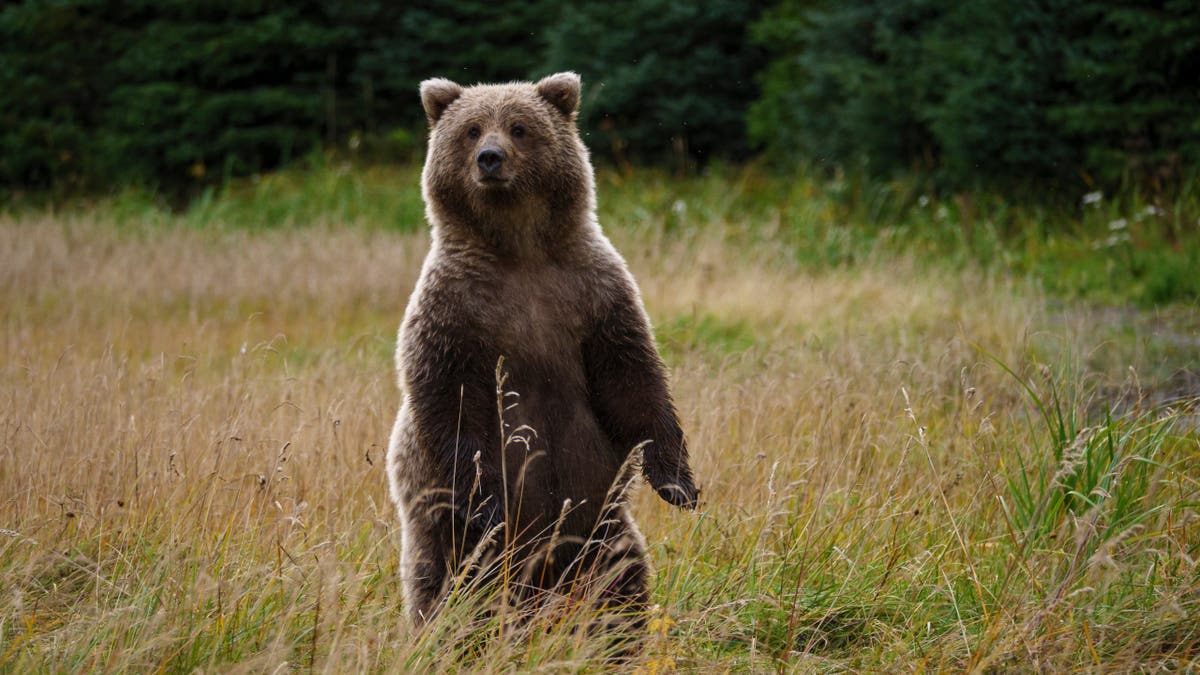 Coastal brown bear standing on rocky shore in South Central Alaska