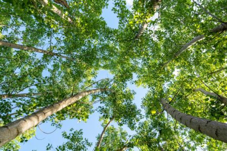 One in six plant species on Earth at risk of dying out within 75 years: new study