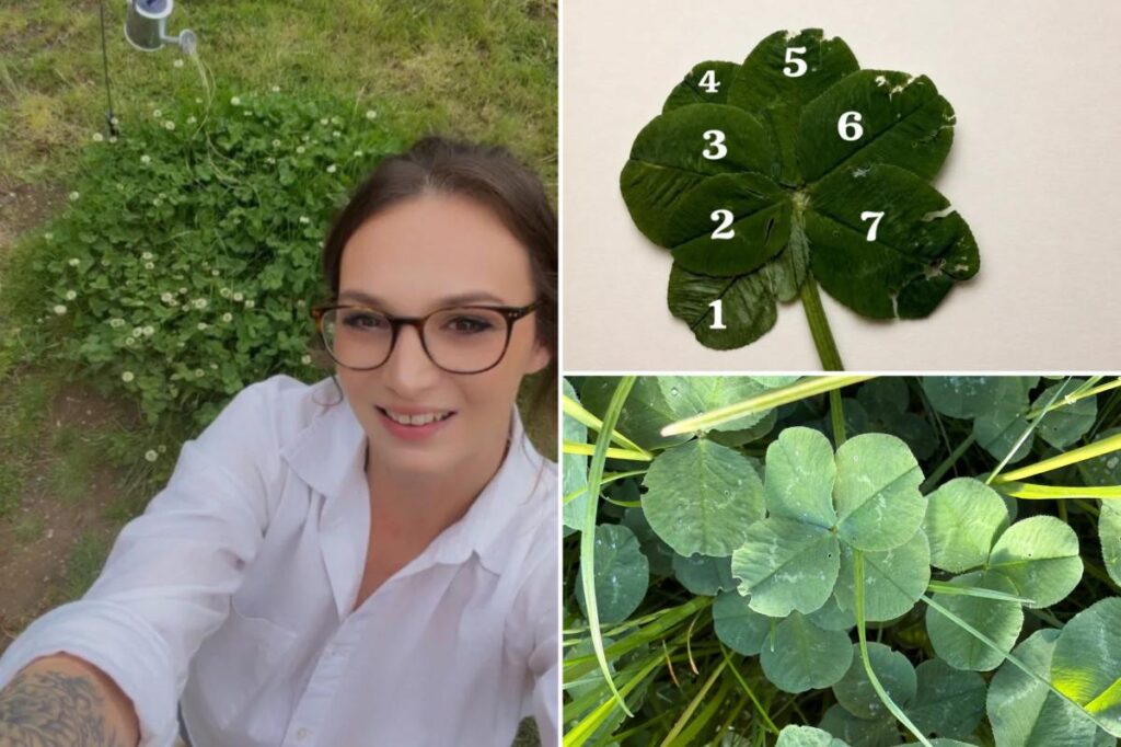 Woman boasts the ‘luckiest garden’ in the world after finding dozens of rare clovers — with some up to 7 leaves Woman boasts the ‘luckiest garden’ in the world after finding dozens of rare clovers — with some up to 7 leaves