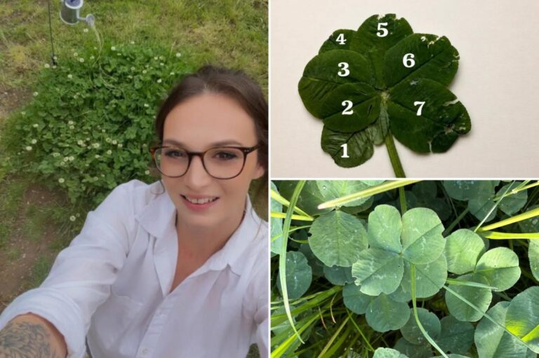 Woman boasts the ‘luckiest garden’ in the world after finding dozens of rare clovers — with some up to 7 leaves Woman boasts the ‘luckiest garden’ in the world after finding dozens of rare clovers — with some up to 7 leaves