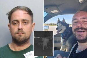 Florida house sitter arrested weeks after allegedly stealing Colorado airman’s dog who was later found dead inside abandoned car